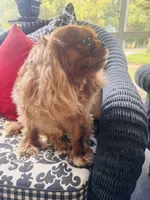 Ruby Tuesday, a female Cavalier King Charles Spaniel for sale in Greenville, SC – 6 of 10