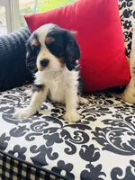 Lennon, a male Cavalier King Charles Spaniel for sale in Greenville, SC – 5 of 10