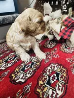 Dutchess , a female Cocker Spaniel for sale in Greenville, SC – 5 of 8