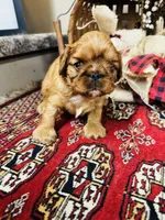 Sasha, a male English Toy Spaniel for sale in Greenville, SC – 8 of 10