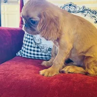 James, a male English Toy Spaniel for sale in Greenville, SC – Photo 6 of 10