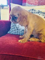 processed/f8573c53-8e07-4991-8cf4-c56ac73545d1/listing/5a51e053-a57c-487b-9779-fa9745595812/4275de0b-e334-4c0f-8ce8-71f3121beaf8