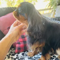 James, a male English Toy Spaniel for sale in Greenville, SC – Photo 10 of 10