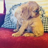 James, a male English Toy Spaniel for sale in Greenville, SC – Photo 2 of 10