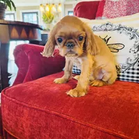 James, a male English Toy Spaniel for sale in Greenville, SC – Photo 5 of 10