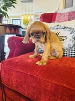 processed/f8573c53-8e07-4991-8cf4-c56ac73545d1/listing/5a51e053-a57c-487b-9779-fa9745595812/7d411785-0b59-4d0c-ac60-a2e58eeef37c