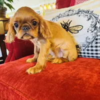 James, a male English Toy Spaniel for sale in Greenville, SC – Photo 7 of 10