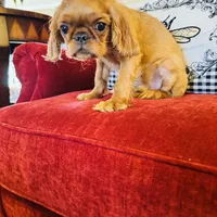 James, a male English Toy Spaniel for sale in Greenville, SC – Photo 8 of 10