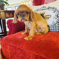 James, a male English Toy Spaniel for sale in Greenville, SC – Photo 1 of 10