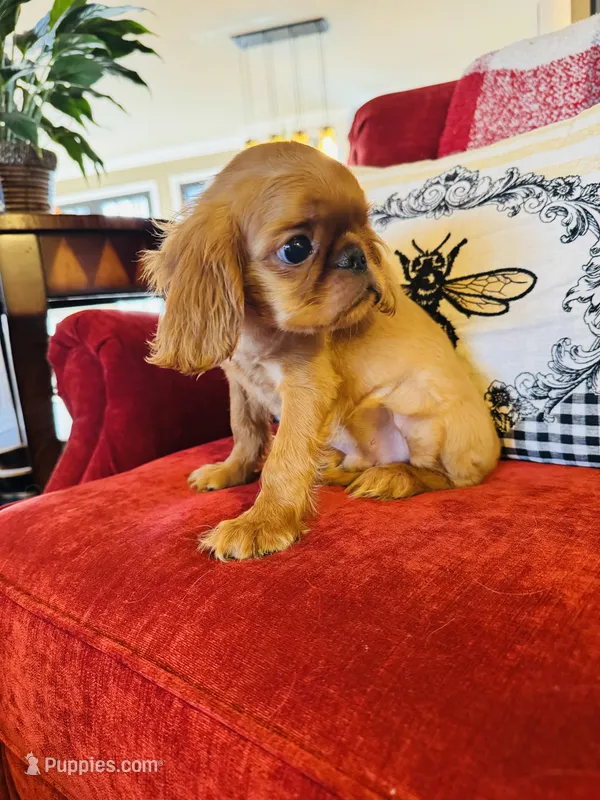 James – English Toy Spaniel puppy for sale in Greenville, SC