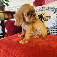 James, a male English Toy Spaniel for sale in Greenville, SC – Photo 4 of 10