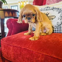 James, a male English Toy Spaniel for sale in Greenville, SC – Photo 3 of 10