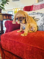 processed/f8573c53-8e07-4991-8cf4-c56ac73545d1/listing/5a51e053-a57c-487b-9779-fa9745595812/ee094228-cbdc-4125-a762-50d415e8b0b1