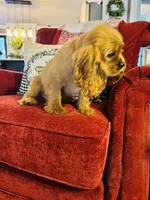 Shaun, a male Cavalier King Charles Spaniel for sale in Greenville, SC – 8 of 10