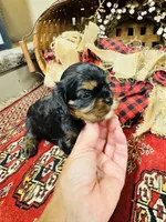 Ingrid, a female Cavalier King Charles Spaniel for sale in Greenville, SC – 6 of 10