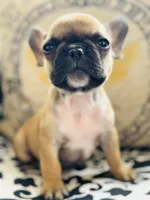 Tiny Tim, a male French Bulldog for sale in Greenville, SC – Photo 9 of 10