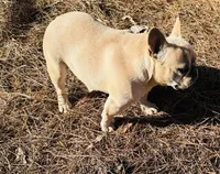 Tiny Tim, a male French Bulldog for sale in Greenville, SC – Photo 5 of 10