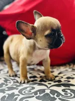 Tiny Tim, a male French Bulldog for sale in Greenville, SC – Photo 2 of 10