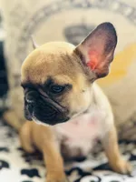 Tiny Tim, a male French Bulldog for sale in Greenville, SC – Photo 1 of 10