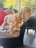 Heidi , a female Cocker Spaniel for sale in Greenville, SC – 4 of 9