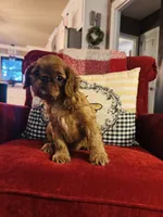 Sasha, a female English Toy Spaniel for sale in Greenville, SC – 3 of 10