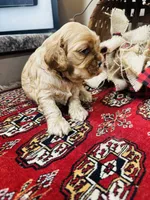 Dutchess , a female Cocker Spaniel for sale in Greenville, SC – 4 of 8