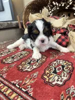 Chester, a male Cavalier King Charles Spaniel for sale in Greenville, SC – 4 of 10