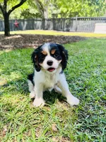 Hope, a female Cavalier King Charles Spaniel for sale in Greenville, SC – 9 of 10