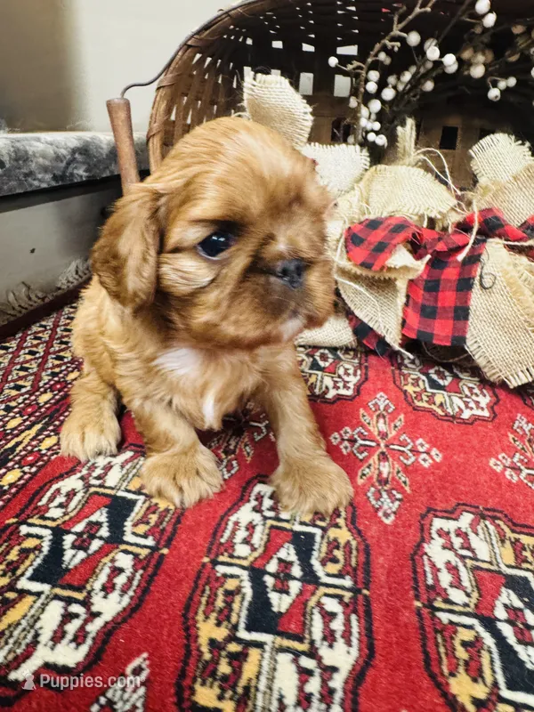 Sasha – English Toy Spaniel puppy for sale in Greenville, SC