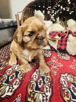 Sasha, a male English Toy Spaniel for sale in Greenville, SC – 1 of 10
