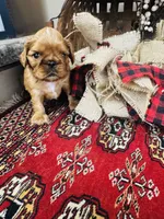 Silas , a male English Toy Spaniel for sale in Greenville, SC – 2 of 10