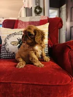 Sasha, a female English Toy Spaniel for sale in Greenville, SC – 7 of 10