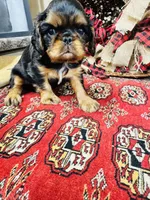 Suffolk, a male English Toy Spaniel for sale in Greenville, SC – 2 of 10