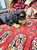 Suffolk, a male English Toy Spaniel for sale in Greenville, SC – 7 of 10