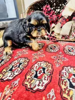 Suffolk, a male English Toy Spaniel for sale in Greenville, SC – 3 of 10
