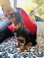 Suffolk, a male English Toy Spaniel for sale in Greenville, SC – 9 of 10
