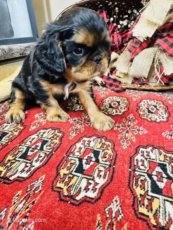 Suffolk – English Toy Spaniel puppy for sale in Greenville, SC