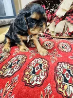 Suffolk, a male English Toy Spaniel for sale in Greenville, SC – 1 of 10