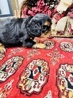 Suffolk, a male English Toy Spaniel for sale in Greenville, SC – 5 of 10