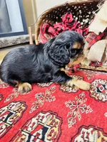 Suffolk, a male English Toy Spaniel for sale in Greenville, SC – 4 of 10