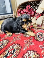Suffolk, a male English Toy Spaniel for sale in Greenville, SC – 6 of 10
