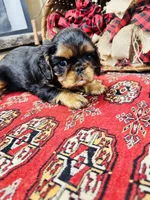 Suffolk, a male English Toy Spaniel for sale in Greenville, SC – 8 of 10
