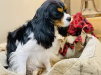Lucy, a female Cavalier King Charles Spaniel for sale in Greenville, SC – 5 of 6