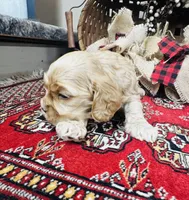 Daniel, a male Cocker Spaniel for sale in Greenville, SC – 2 of 8