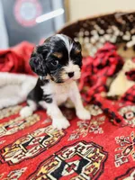 Landry, a female Cavalier King Charles Spaniel for sale in Greenville, SC – Photo 5 of 10