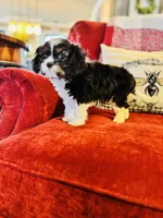 Landry, a female Cavalier King Charles Spaniel for sale in Greenville, SC – Photo 4 of 10
