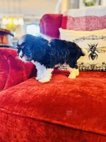 Landry, a female Cavalier King Charles Spaniel for sale in Greenville, SC – Photo 3 of 10