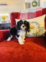 Landry, a female Cavalier King Charles Spaniel for sale in Greenville, SC – Photo 2 of 10