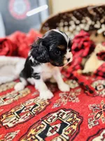 Landry, a female Cavalier King Charles Spaniel for sale in Greenville, SC – Photo 7 of 10