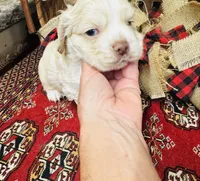 Jack, a male Cocker Spaniel for sale in Greenville, SC – 2 of 8